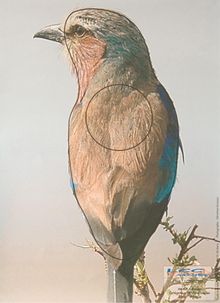 Roller paper target