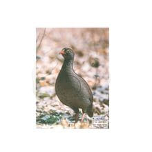 Cible papier francolin